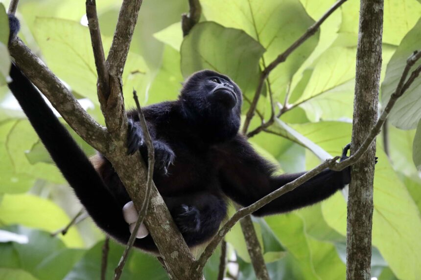 Fotografía de archivo en donde se observa un mono aullador. Foto de EFE/ Jeffrey Arguedas.