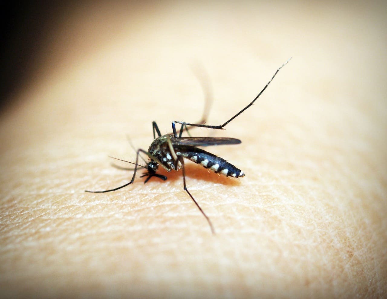Dengue 01 1