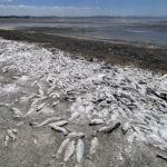 Peces muertos por la sequía en la laguna de Bustillos, en Cuauhtémoc, Chihuahua. Foto de EFE/ Luis Torres.