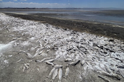 Peces muertos por la sequía en la laguna de Bustillos, en Cuauhtémoc, Chihuahua. Foto de EFE/ Luis Torres.