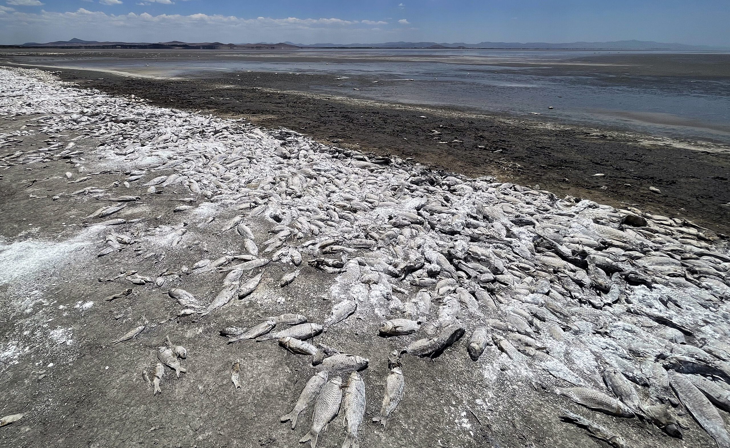 Peces muertos por la sequía en la laguna de Bustillos, en Cuauhtémoc, Chihuahua. Foto de EFE/ Luis Torres.