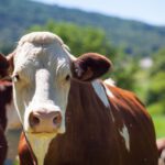 herd cows producing milk gruyere cheese france spring