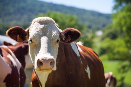 herd cows producing milk gruyere cheese france spring