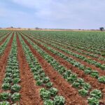 Campo con sistemas de riego tecnificados