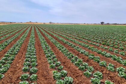 Campo con sistemas de riego tecnificados