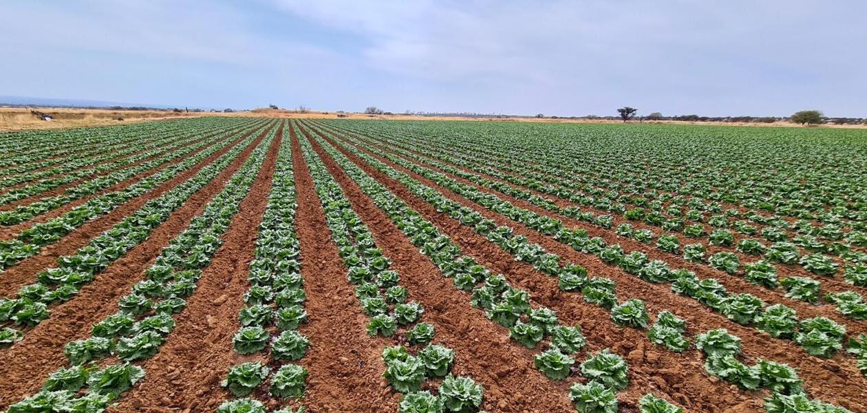 Campo con sistemas de riego tecnificados