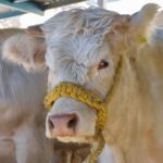 Ganado en Aguascalientes