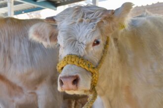 Ganado en Aguascalientes