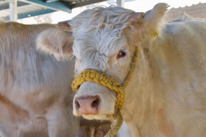 Ganado en Aguascalientes