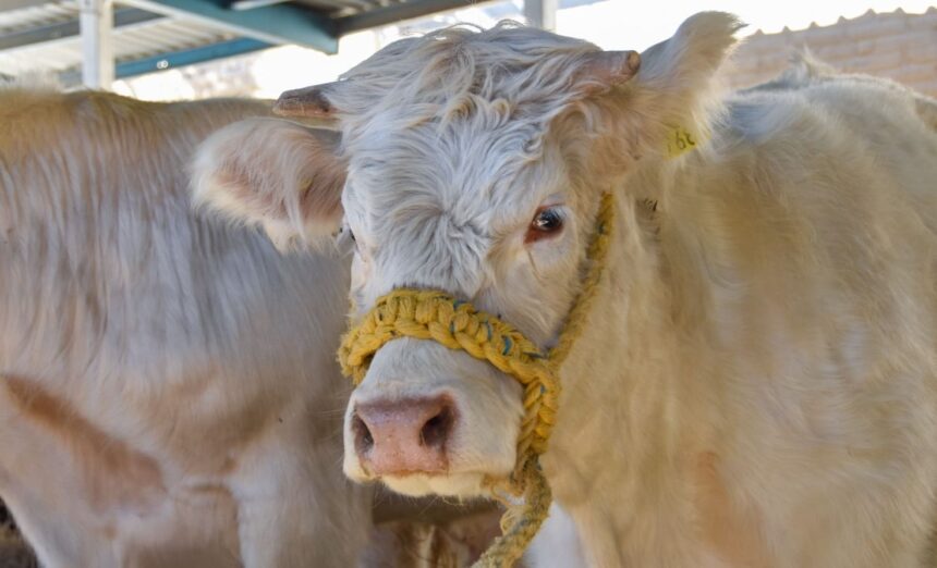 Ganado en Aguascalientes