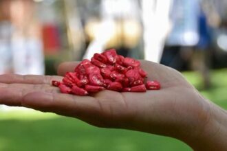 Semillas de maíz mejoradas y certificadas por el Instituto Nacional de Investigaciones Forestales, Agrícolas y Pecuarias