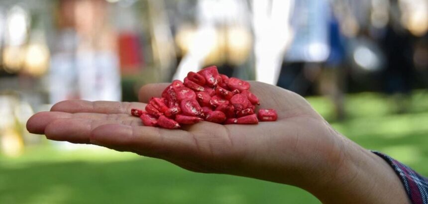 Semillas de maíz mejoradas y certificadas por el Instituto Nacional de Investigaciones Forestales, Agrícolas y Pecuarias