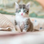 Beneficios de tener a los mininos como mascotas; hoy en su día te los contamos. Foto: JLMNoticias / Unsplash.