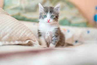 Beneficios de tener a los mininos como mascotas; hoy en su día te los contamos. Foto: JLMNoticias / Unsplash.