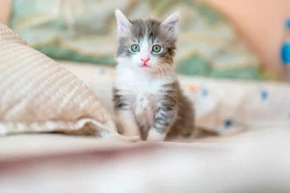 Beneficios de tener a los mininos como mascotas; hoy en su día te los contamos. Foto: JLMNoticias / Unsplash.