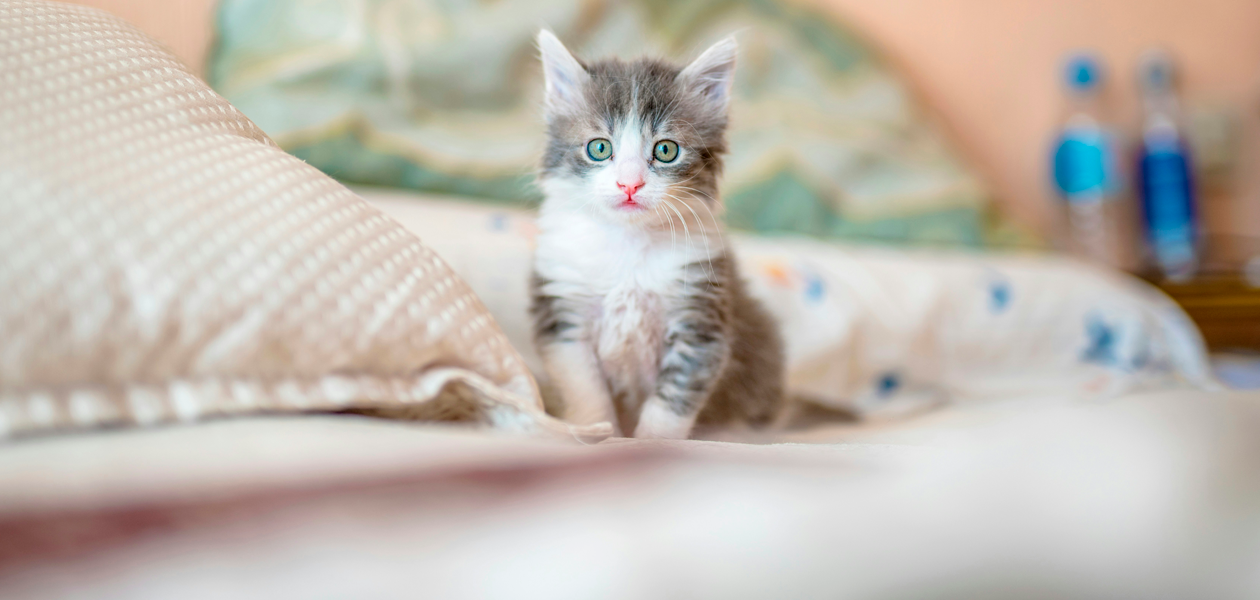 Beneficios de tener a los mininos como mascotas; hoy en su día te los contamos. Foto: JLMNoticias / Unsplash.