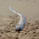 Pez Remo. Foto: Captura de Pantalla.