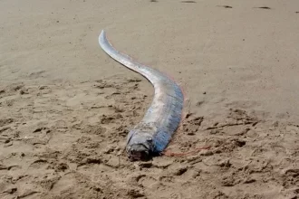 Pez Remo. Foto: Captura de Pantalla.