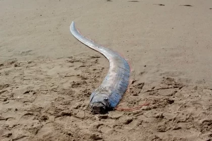 Pez Remo. Foto: Captura de Pantalla.