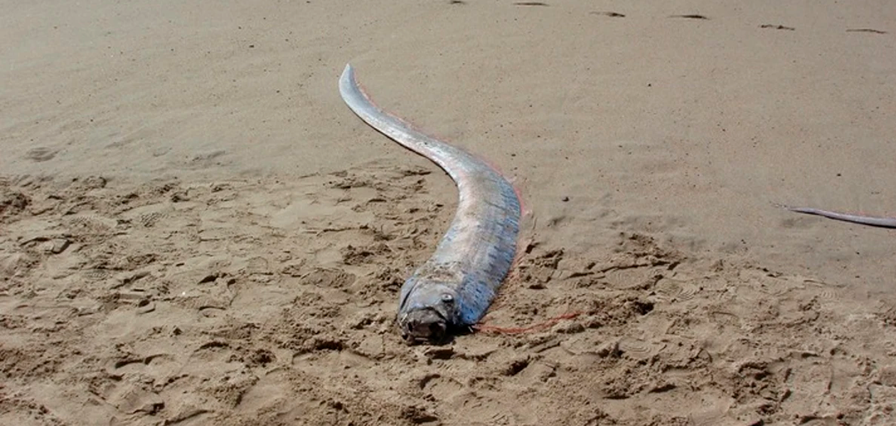 Pez Remo. Foto: Captura de Pantalla.