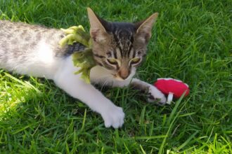 Mascota en la jornada de esterilización 2025