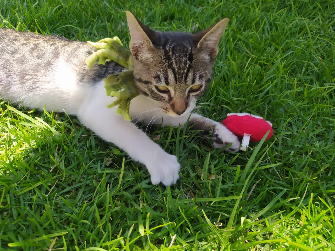 Mascota en la jornada de esterilización 2025
