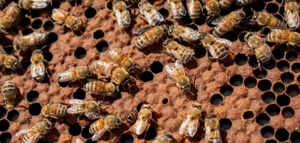 Suplemento alimenticio para abejas