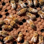 Suplemento alimenticio para abejas