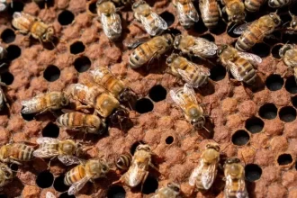 Suplemento alimenticio para abejas