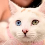 Aprovecha una serie de beneficios para tu mascota