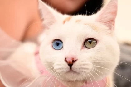 Aprovecha una serie de beneficios para tu mascota