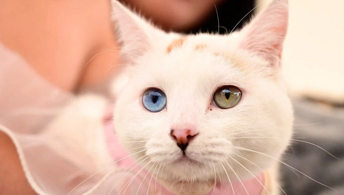 Aprovecha una serie de beneficios para tu mascota