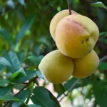 Los productores pueden optar por cultivos como aguacate, ciruelo, durazno, espárrago, fresa, pitahaya, higo, limón, entre otros