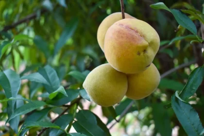 Los productores pueden optar por cultivos como aguacate, ciruelo, durazno, espárrago, fresa, pitahaya, higo, limón, entre otros
