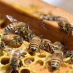 Suplemento alimenticio para abejas