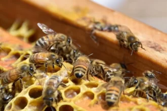 Suplemento alimenticio para abejas