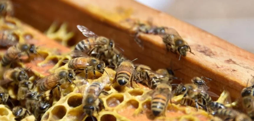 Suplemento alimenticio para abejas