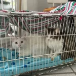 El Municipio de Aguascalientes en coordinación con el Instituto de Servicios de Salud del Estado de Aguascalientes, realizan esterilizaciones en diferentes dependencias Municipales