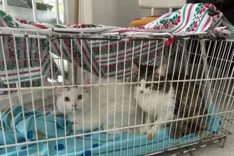 El Municipio de Aguascalientes en coordinación con el Instituto de Servicios de Salud del Estado de Aguascalientes, realizan esterilizaciones en diferentes dependencias Municipales