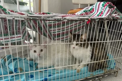 El Municipio de Aguascalientes en coordinación con el Instituto de Servicios de Salud del Estado de Aguascalientes, realizan esterilizaciones en diferentes dependencias Municipales