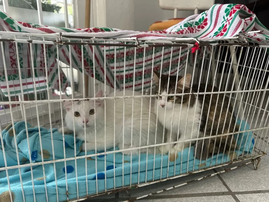 El Municipio de Aguascalientes en coordinación con el Instituto de Servicios de Salud del Estado de Aguascalientes, realizan esterilizaciones en diferentes dependencias Municipales