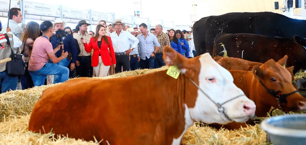 La Expo Ganadera 2025 contara con 350 cabeza de ganado bovino
