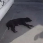 Investigan abuso contra perrita callejera en Aguascalientes; exigen justicia.