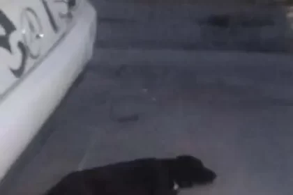 Investigan abuso contra perrita callejera en Aguascalientes; exigen justicia.