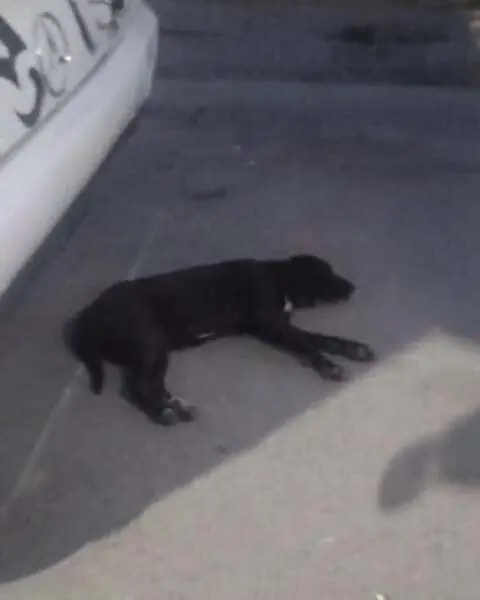 Investigan abuso contra perrita callejera en Aguascalientes; exigen justicia.