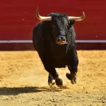 Otro golpe bajo de Morena a la Tauromaquia