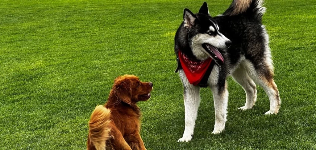 Mascotas en la campaña de esterilización gratuita
