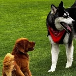 Mascotas en la campaña de esterilización gratuita