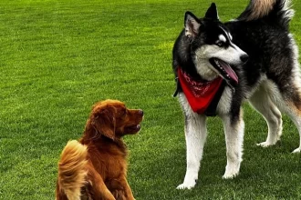 Mascotas en la campaña de esterilización gratuita