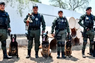 Dan la bienvenida a nuevos integrantes caninos del Grupo K9. Foto: JLMNoticias / SSP Municipal.